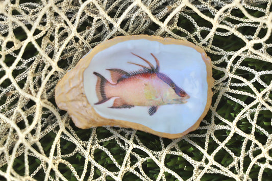 Hogfish Trinket Dish